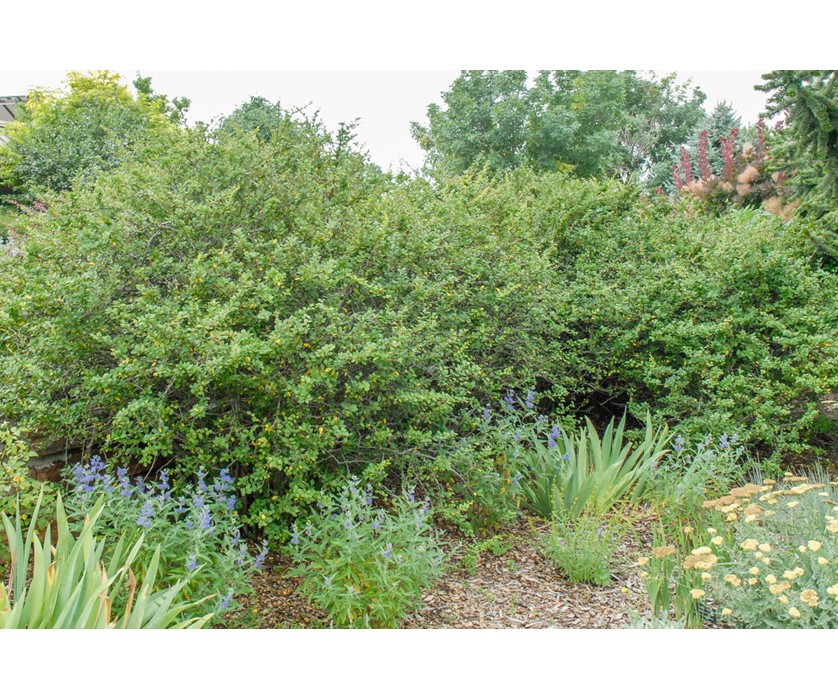 Japanese Barberry